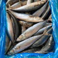 Seafrozen Scomber Japonicus Pacific Fish Mackerel For Sale